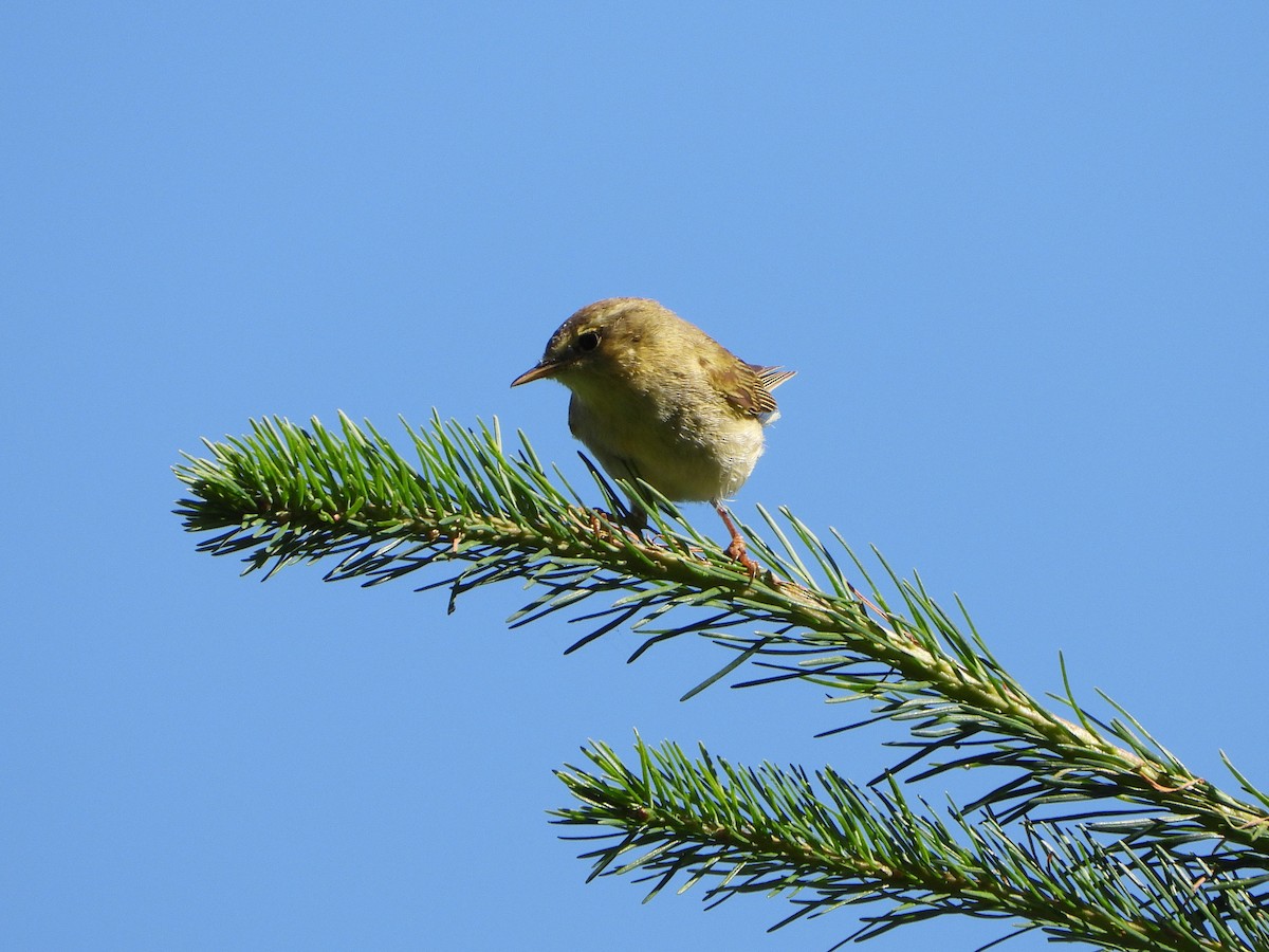 Iberian Chiffchaff - ML239873621