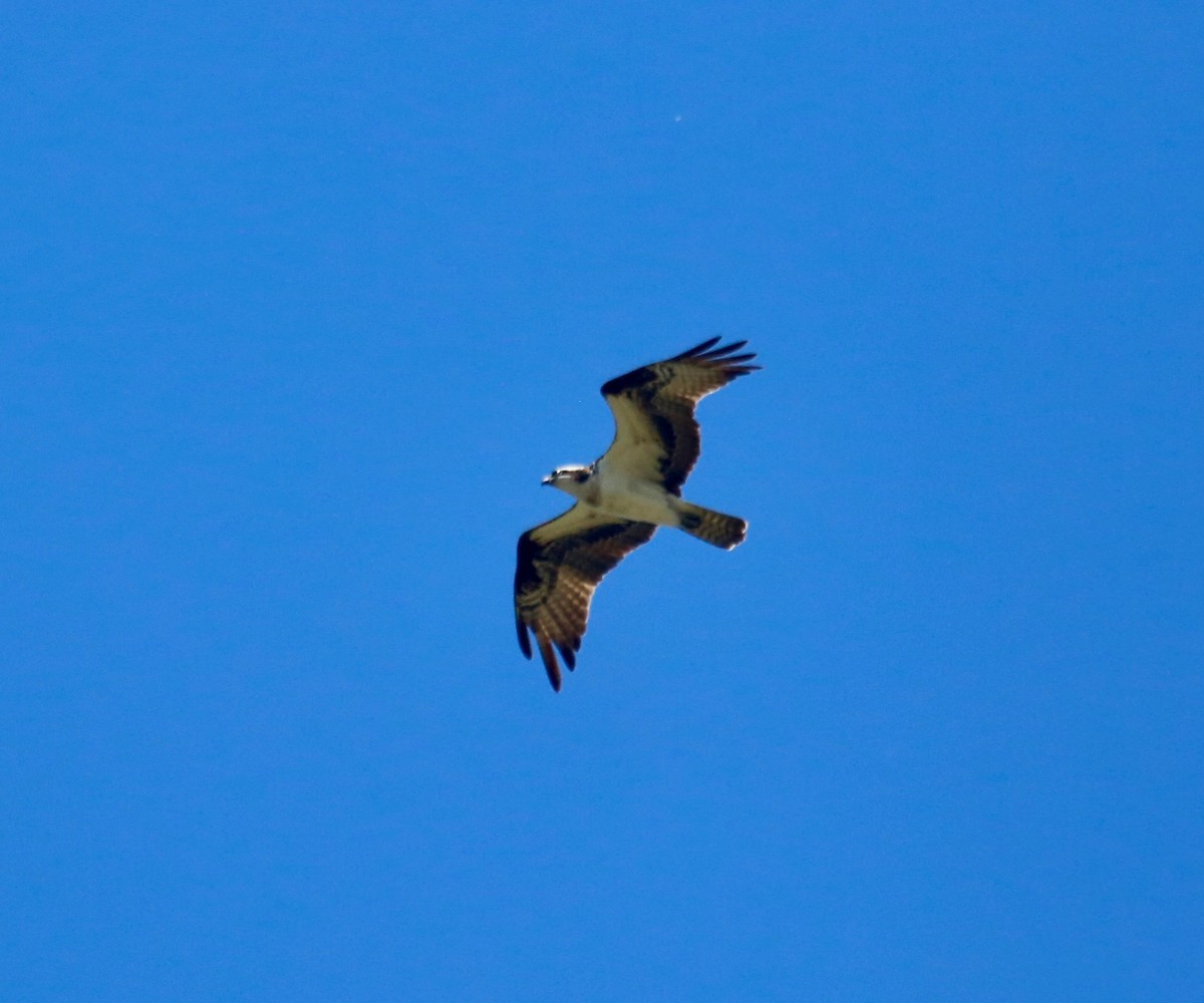 Загасч явлаг - ML239873991