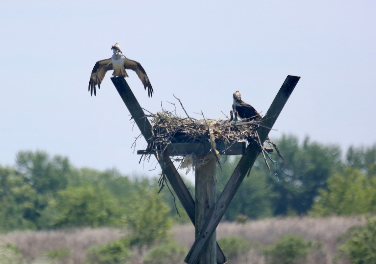 Загасч явлаг - ML239874021