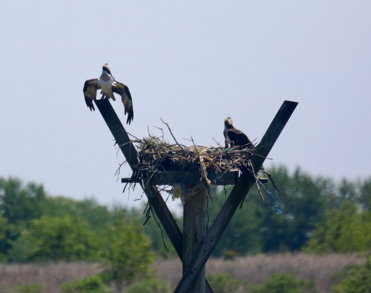 Загасч явлаг - ML239874121