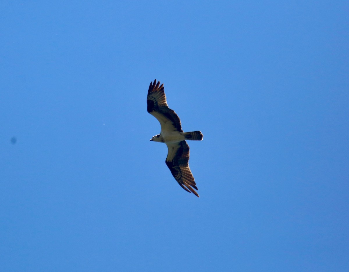 Загасч явлаг - ML239874181