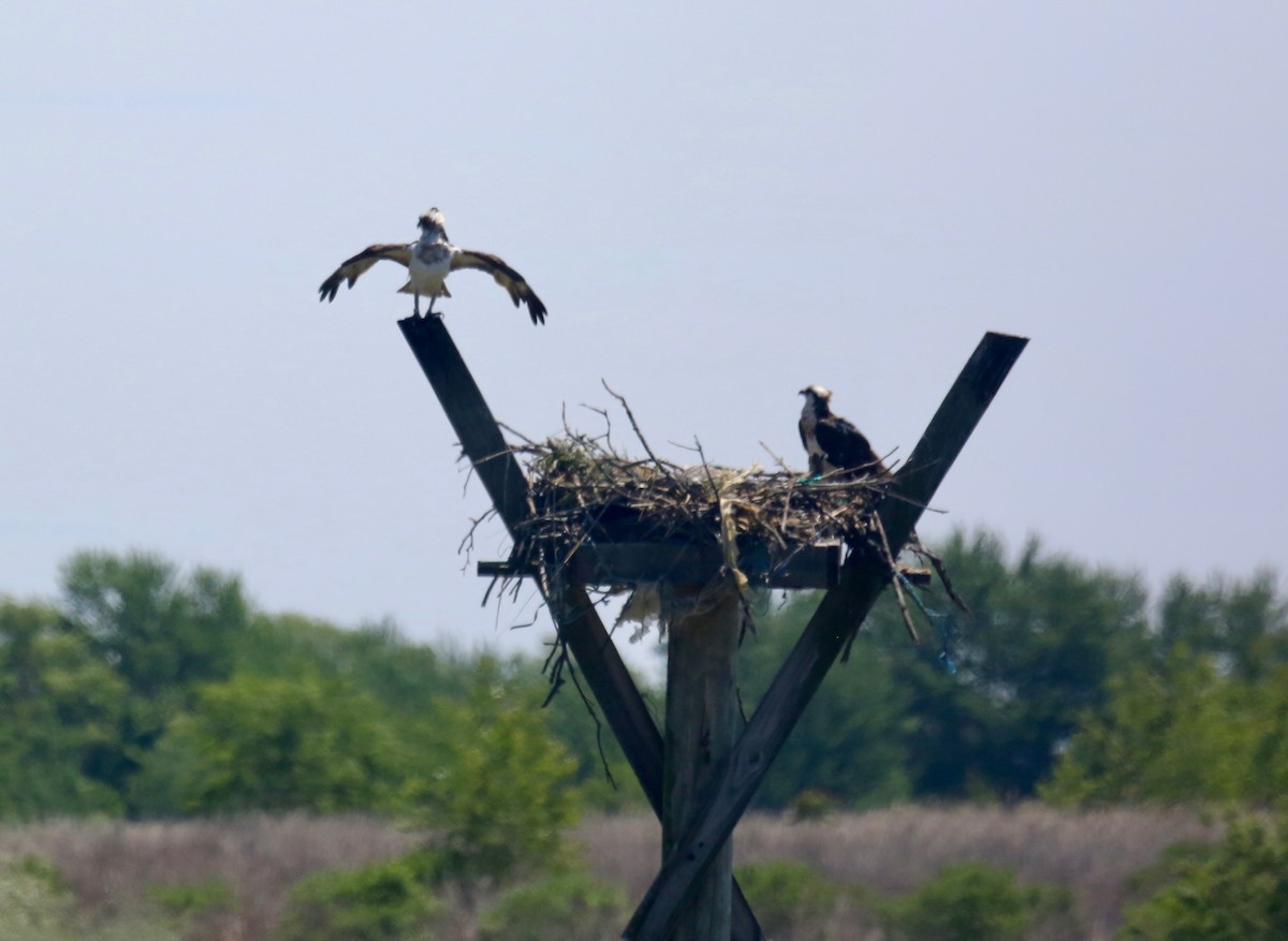 Загасч явлаг - ML239874601