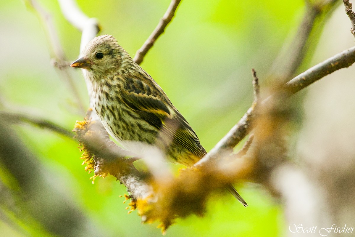 Pine Siskin - ML239874611