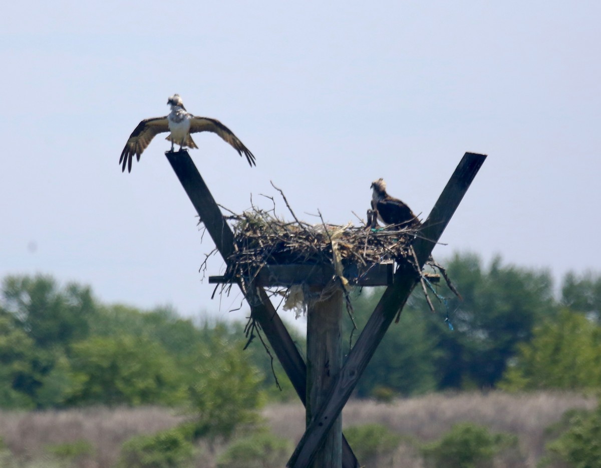 Загасч явлаг - ML239875481