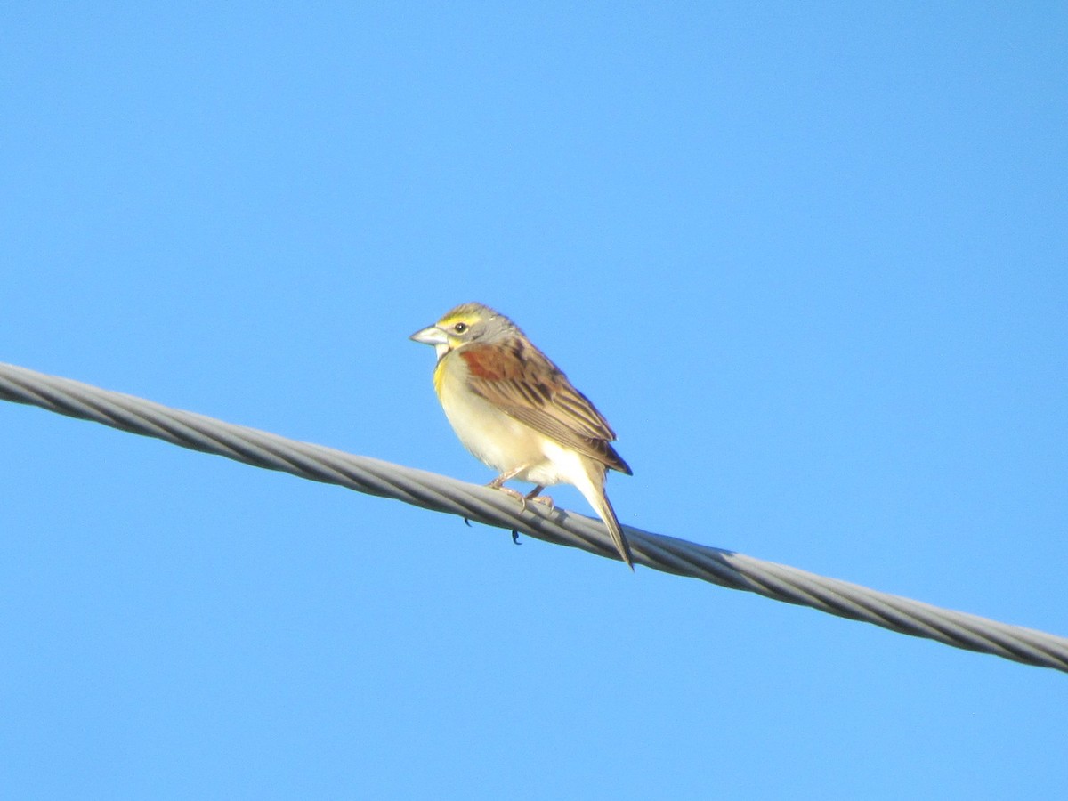 Dickcissel - ML239876001