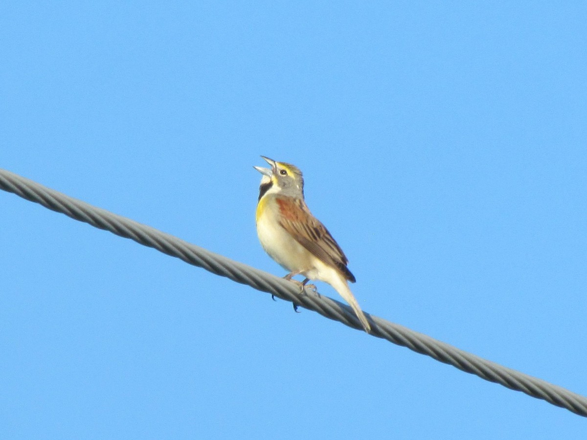 Dickcissel - ML239876011