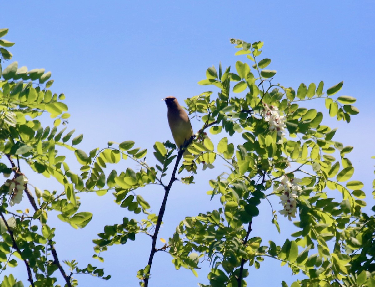 Cedar Waxwing - ML239876471