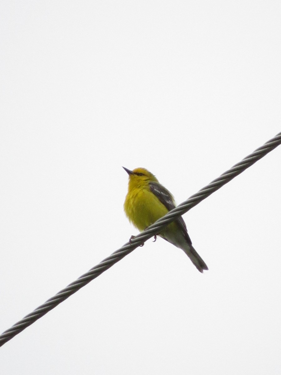 Blue-winged Warbler - Will Lockhart
