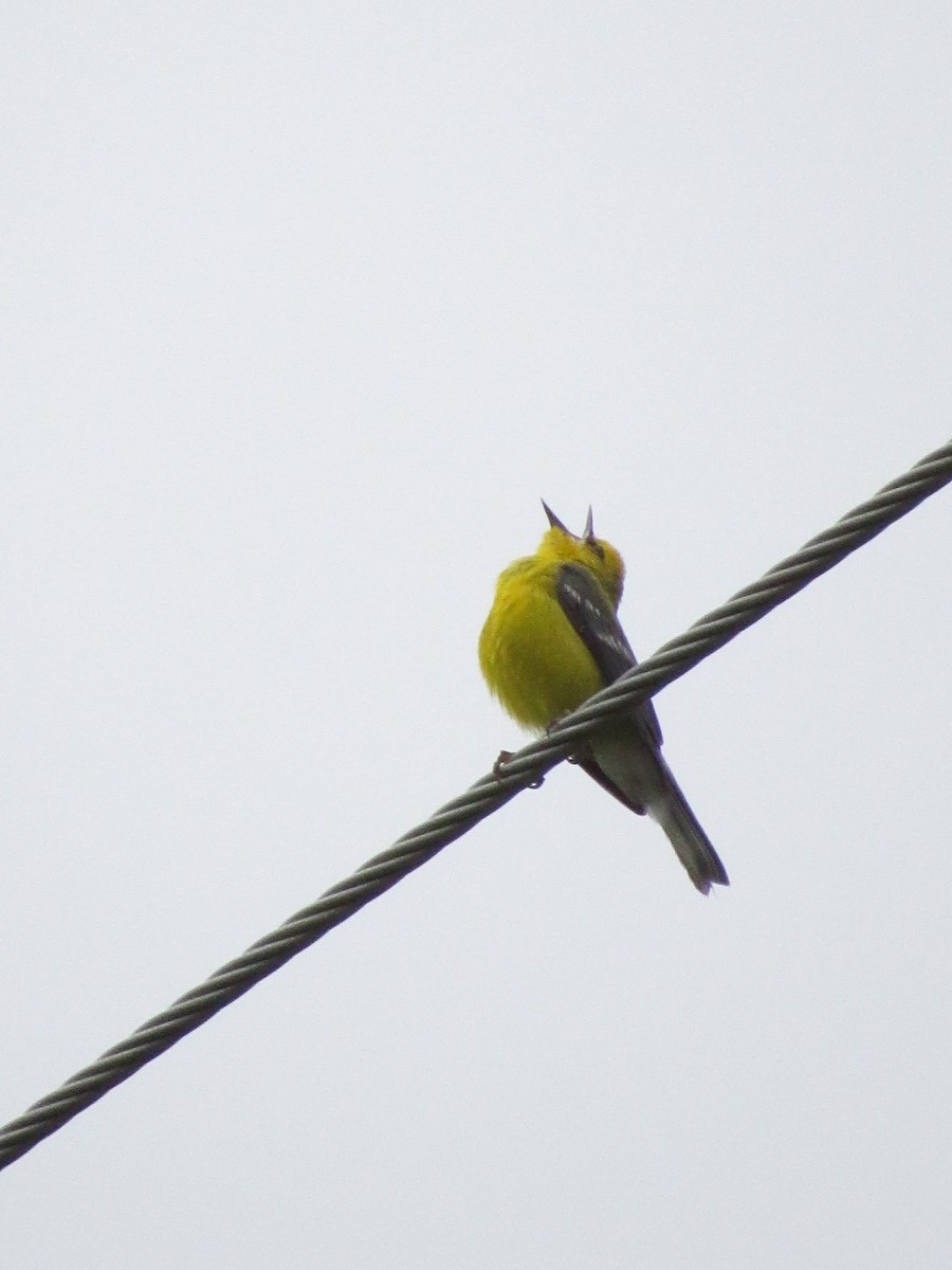 Blue-winged Warbler - Will Lockhart