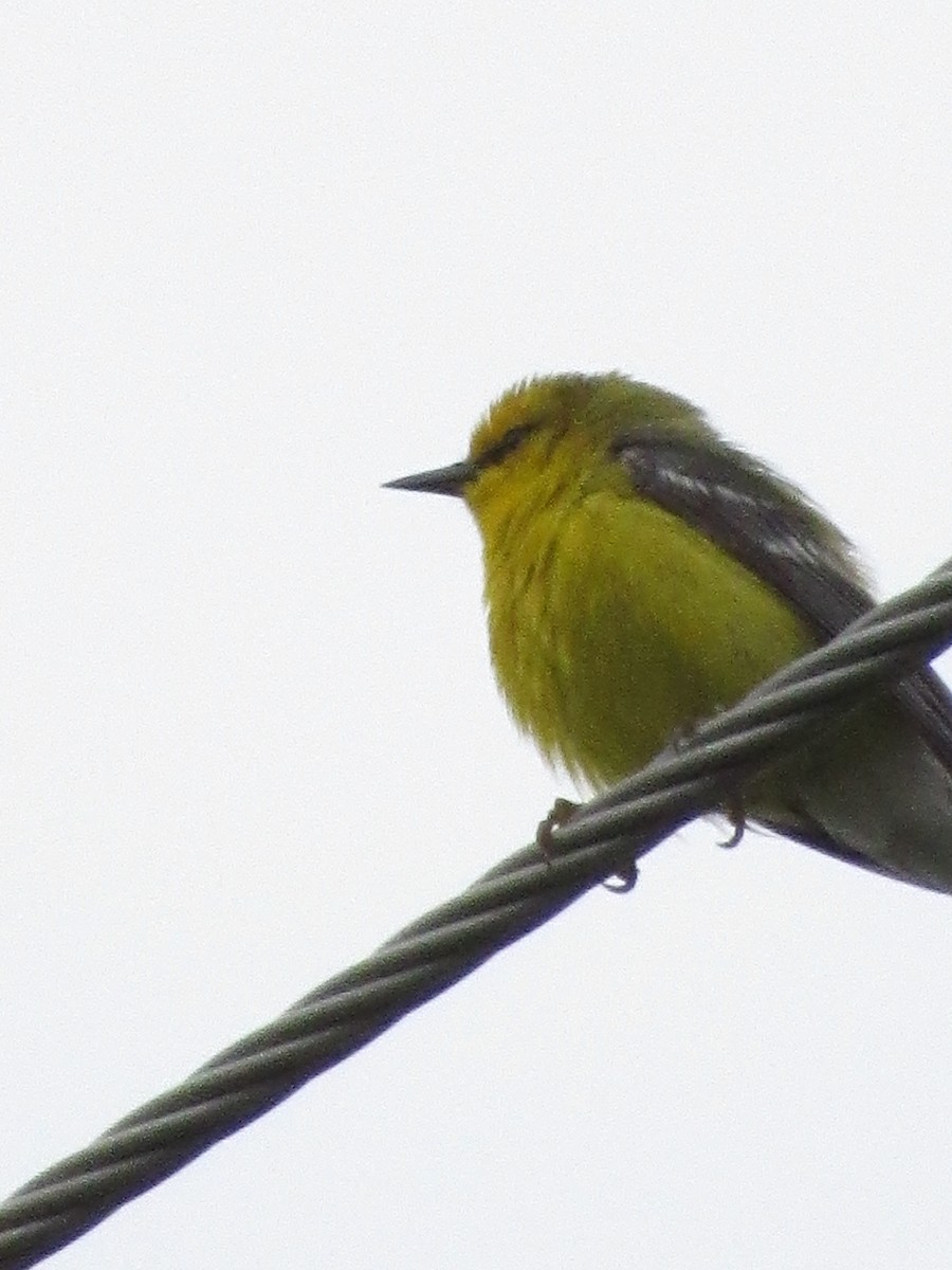 Blue-winged Warbler - ML239876981