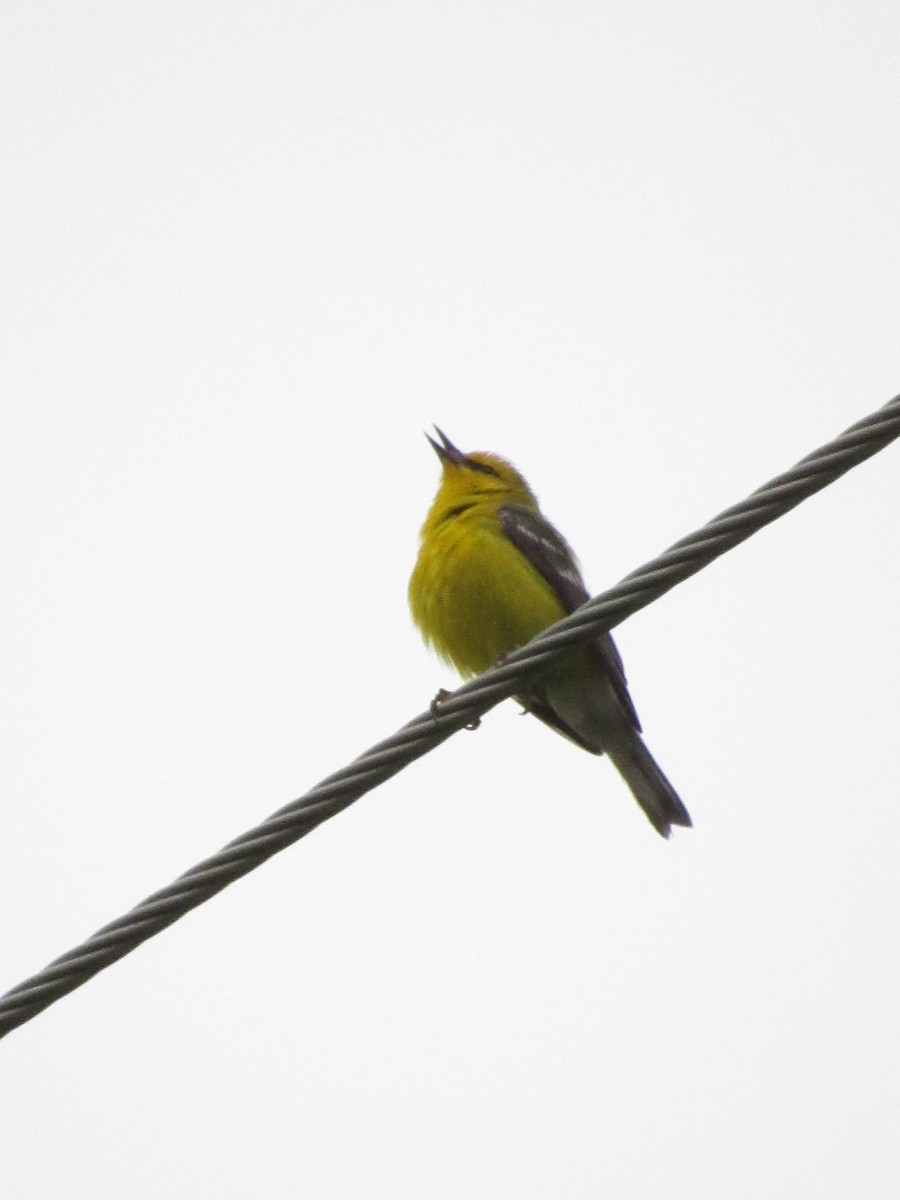 Blue-winged Warbler - Will Lockhart