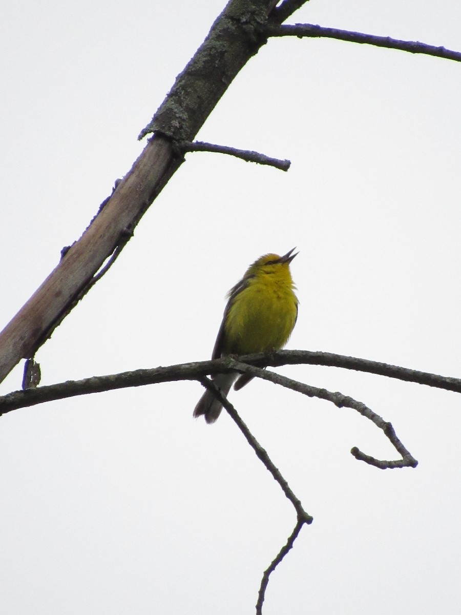 Blue-winged Warbler - Will Lockhart