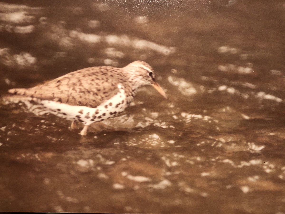 Spotted Sandpiper - ML239878201
