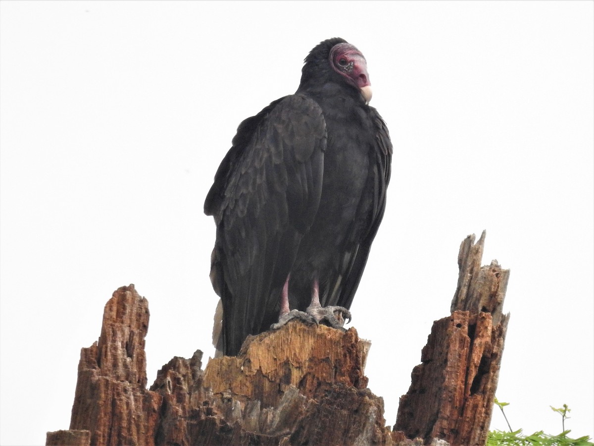 Turkey Vulture - ML239878571