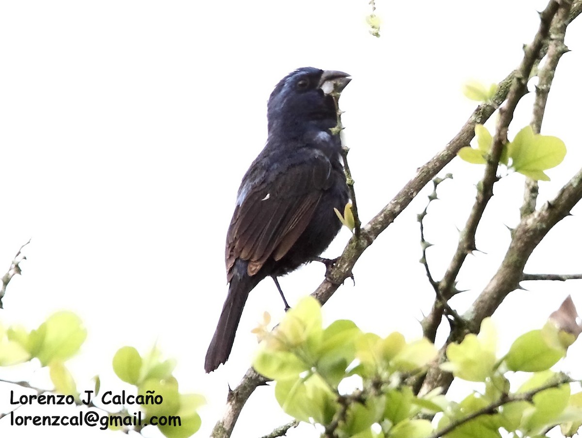 Ultramarine Grosbeak - ML239878591