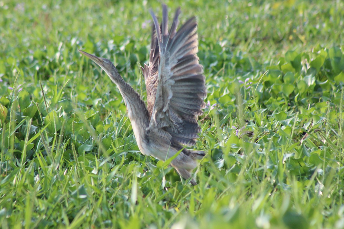 Pinnated Bittern - ML239878831