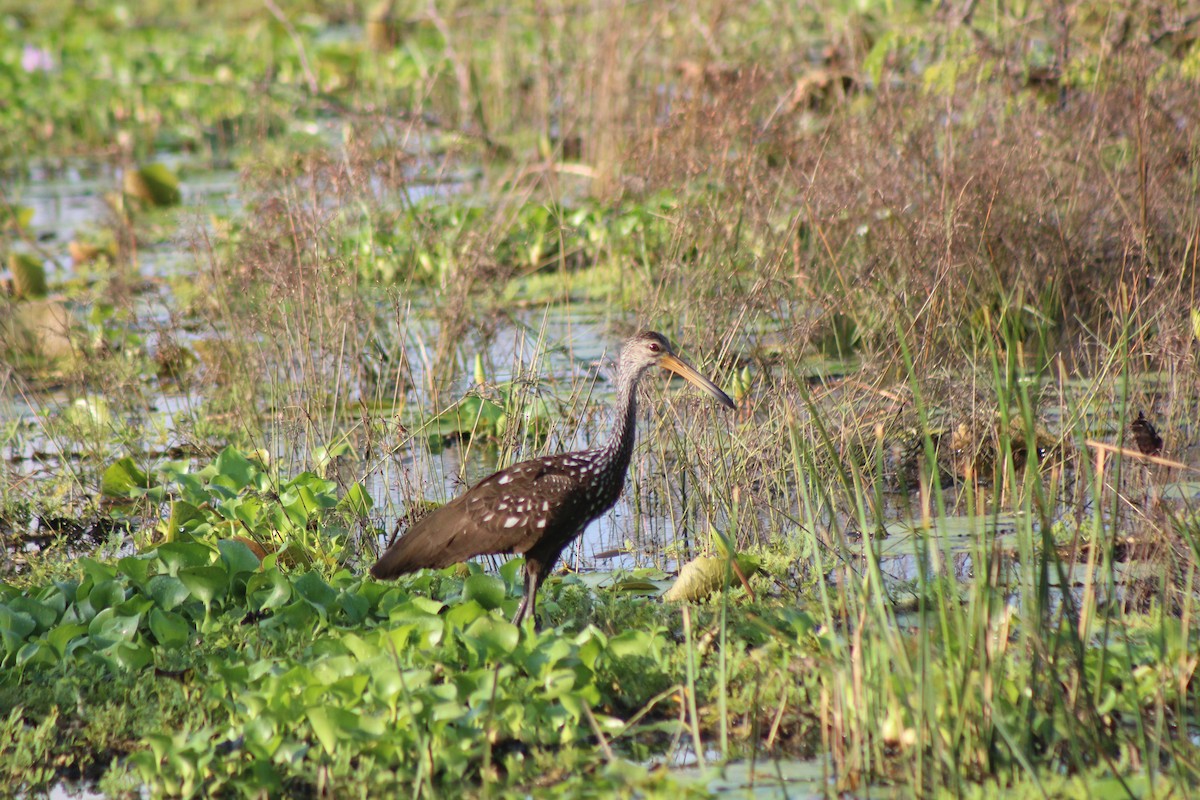 Limpkin - ML239879291