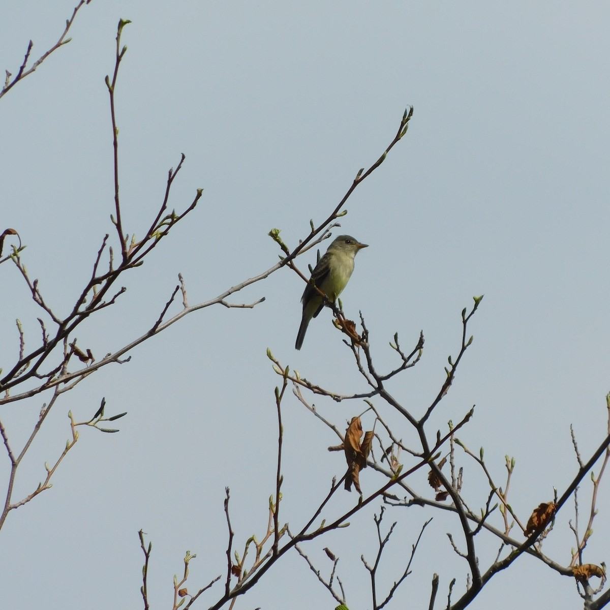 Willow Flycatcher - Cameron  Montgomery