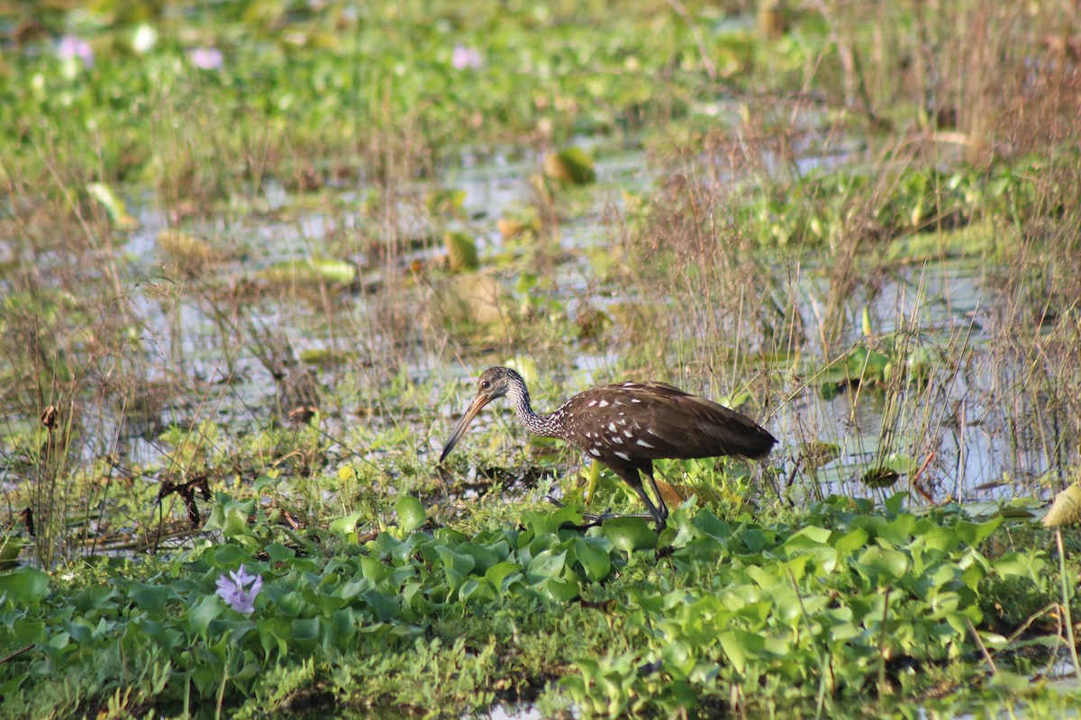 Limpkin - ML239879411