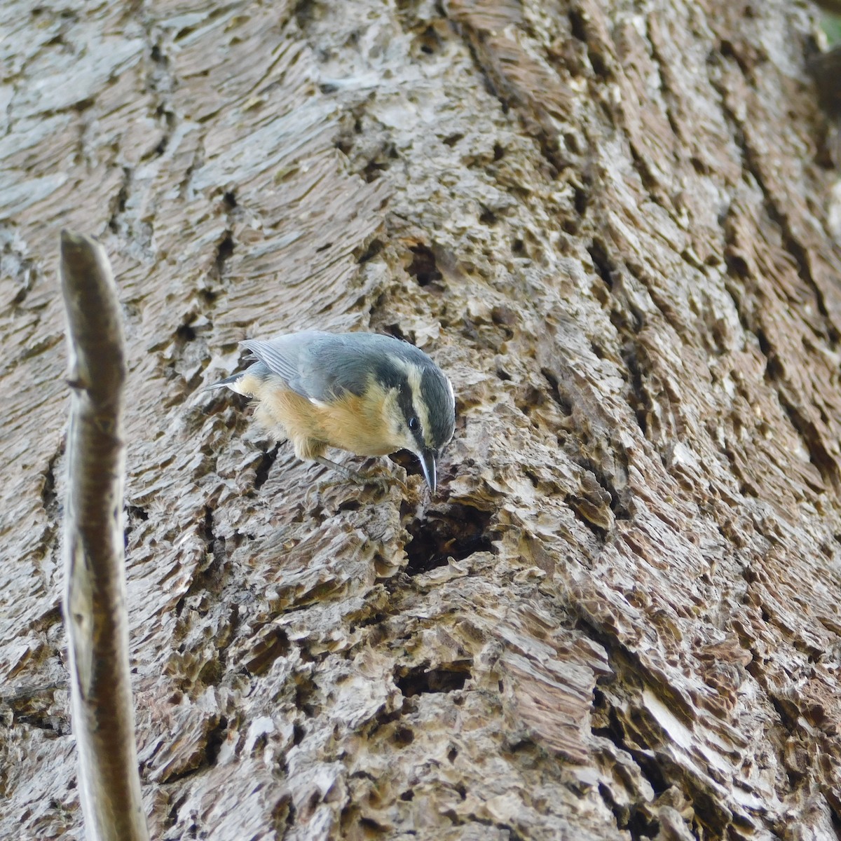 Red-breasted Nuthatch - ML239879571