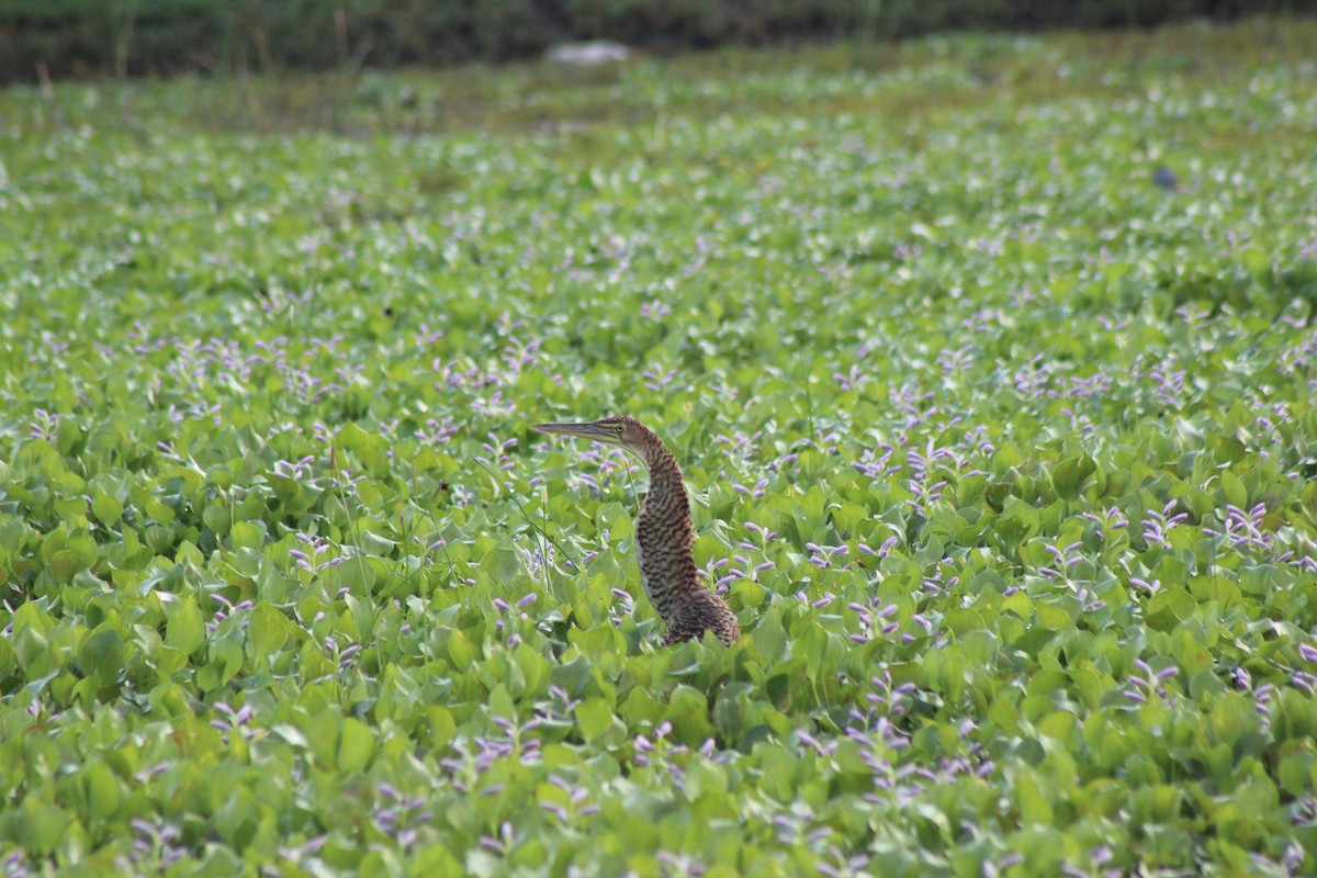 Bare-throated Tiger-Heron - ML239880301