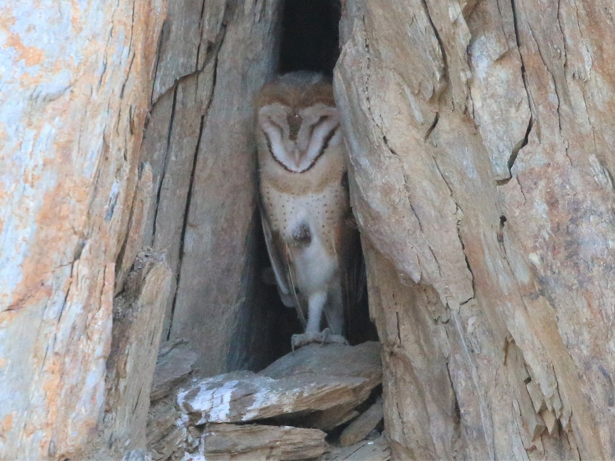 Barn Owl - ML239880361