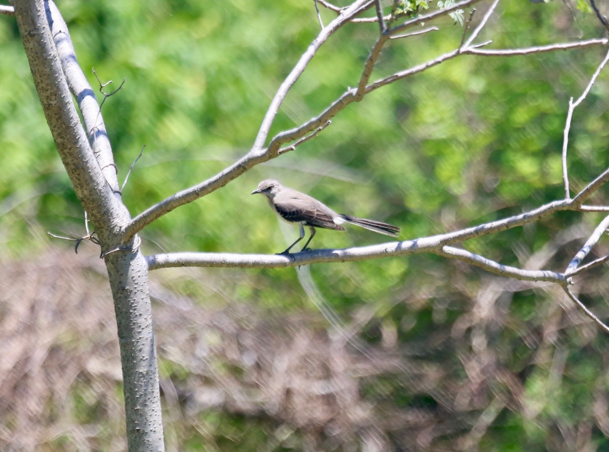 Northern Mockingbird - Randy Bumbury