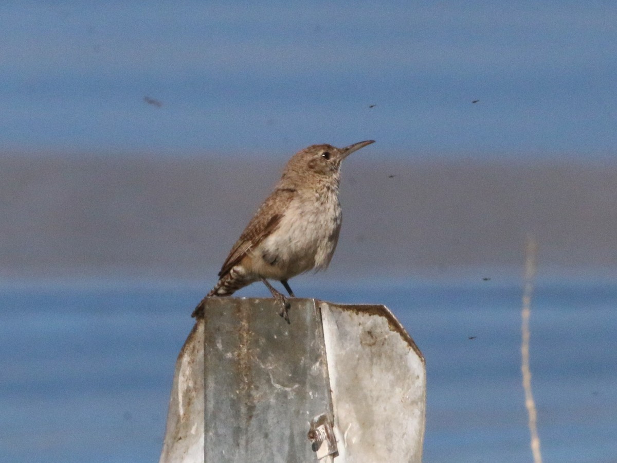 Rock Wren - ML239880601