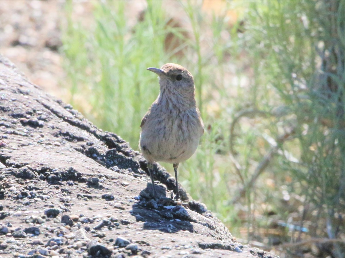 Rock Wren - ML239880611