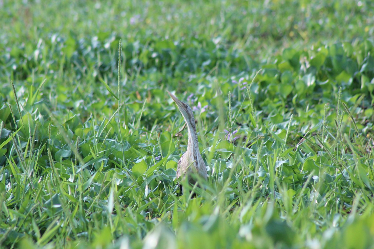 Pinnated Bittern - ML239881421