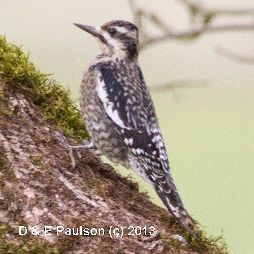 Yellow-bellied Sapsucker - ML23988371