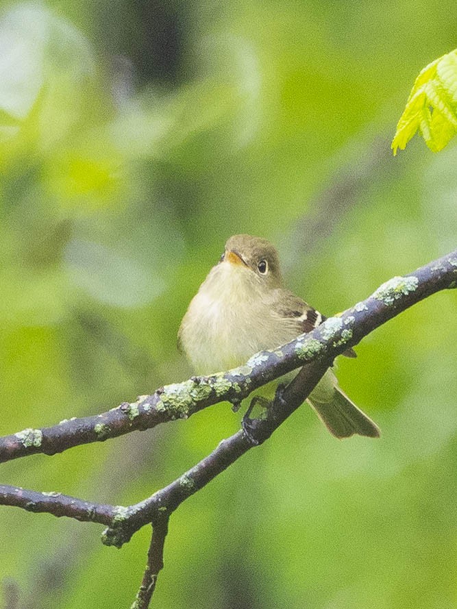 Least Flycatcher - ML239884431