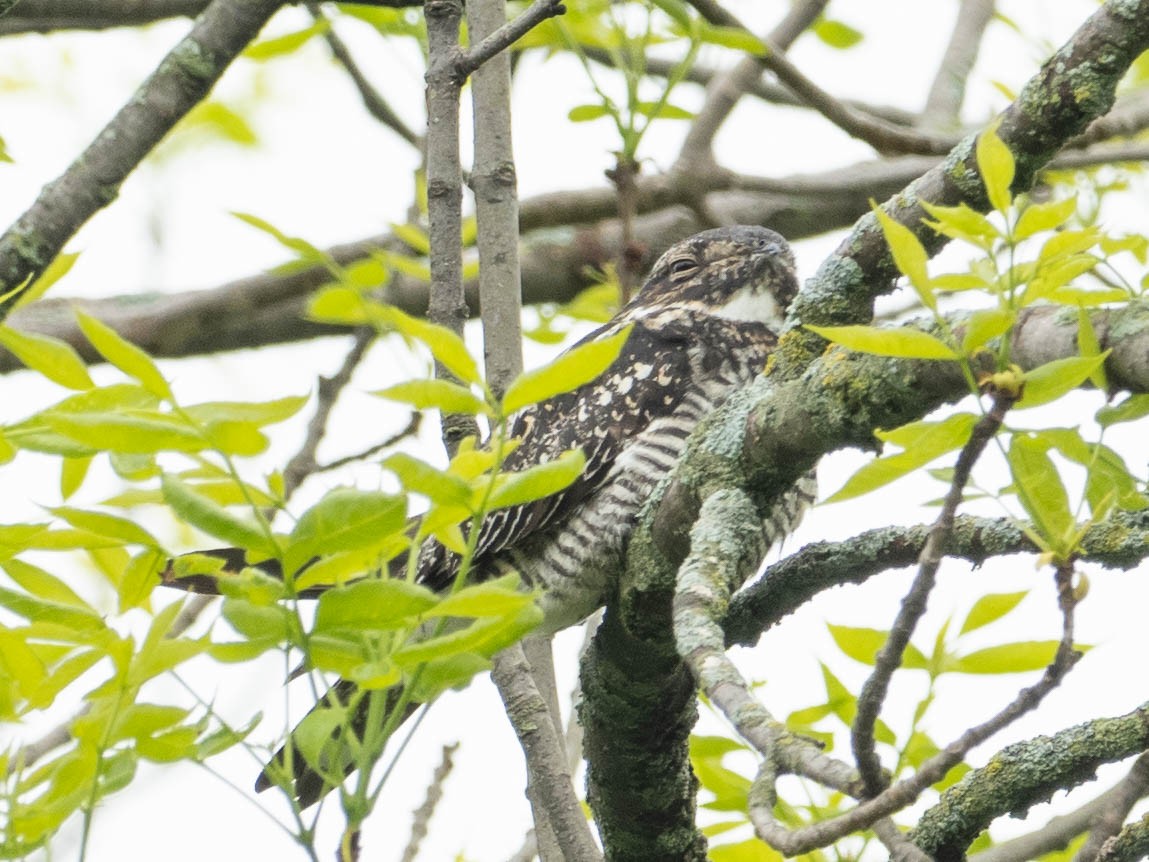 Common Nighthawk - ML239884581