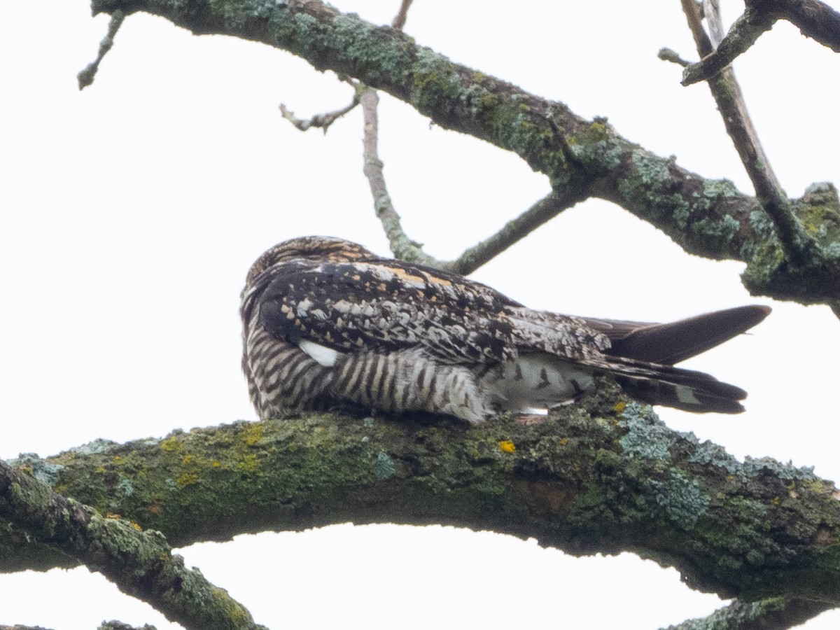 Common Nighthawk - ML239884591