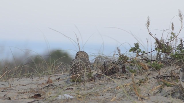 Burrowing Owl - ML239885561