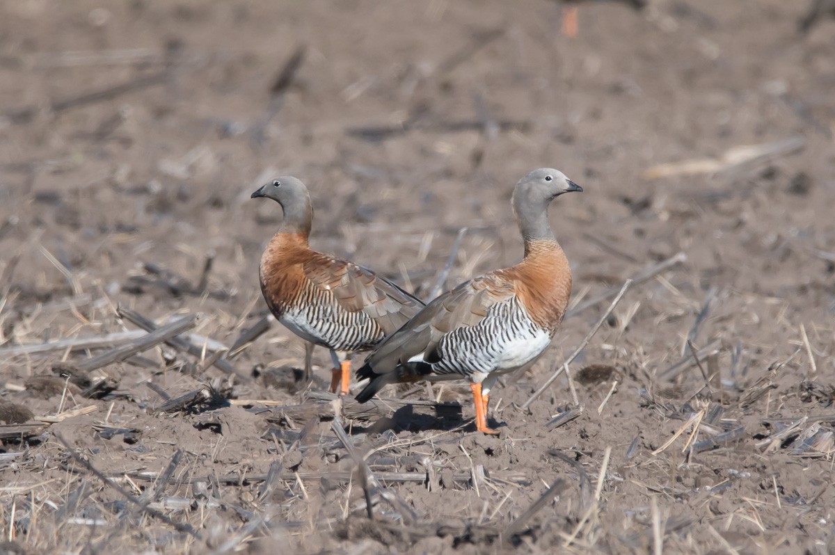 Ashy-headed Goose - ML239886491