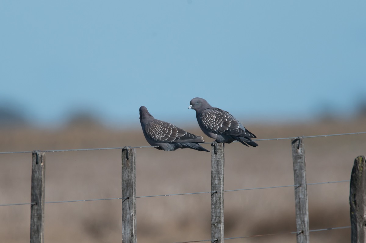 Spot-winged Pigeon - ML239886601