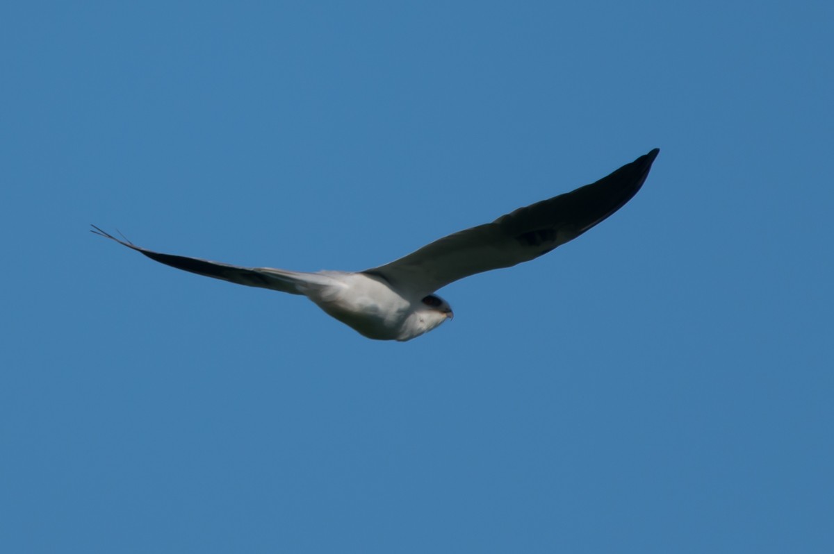 White-tailed Kite - ML239887051