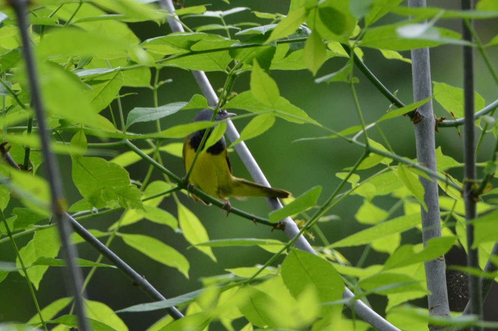 Mourning Warbler - ML239887071