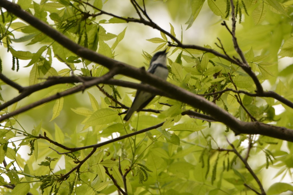 Cerulean Warbler - ML239887281