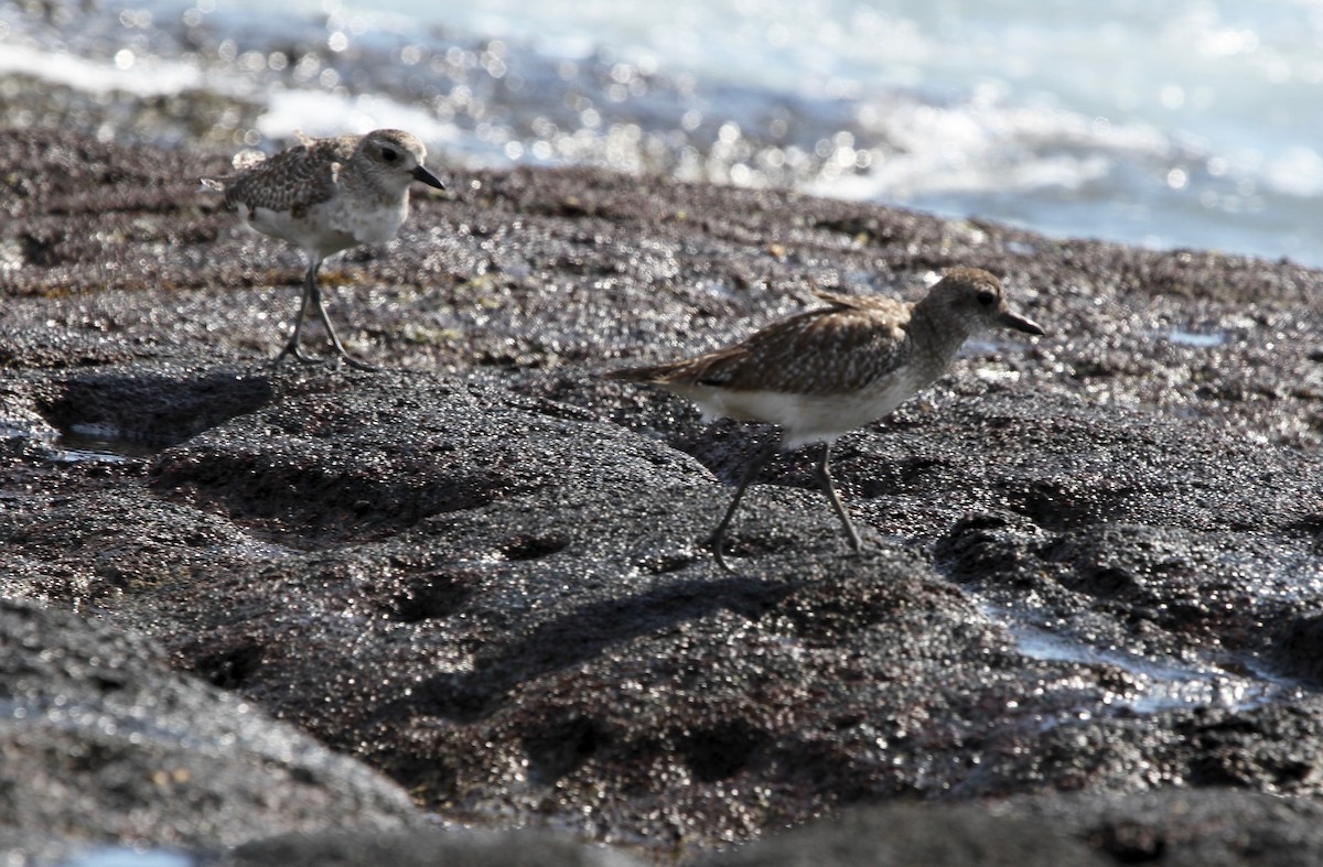 Black-bellied Plover - Sherman  Wing