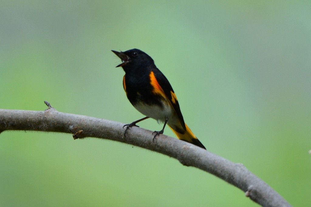 rødstjertparula - ML239887401
