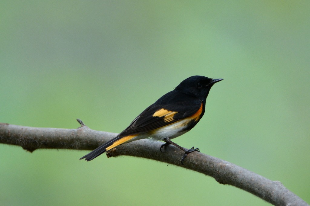 American Redstart - ML239887421