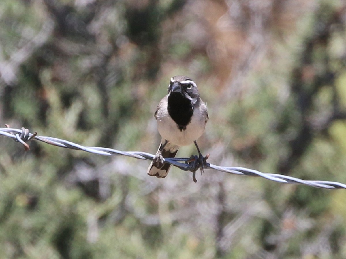 Black-throated Sparrow - ML239887521