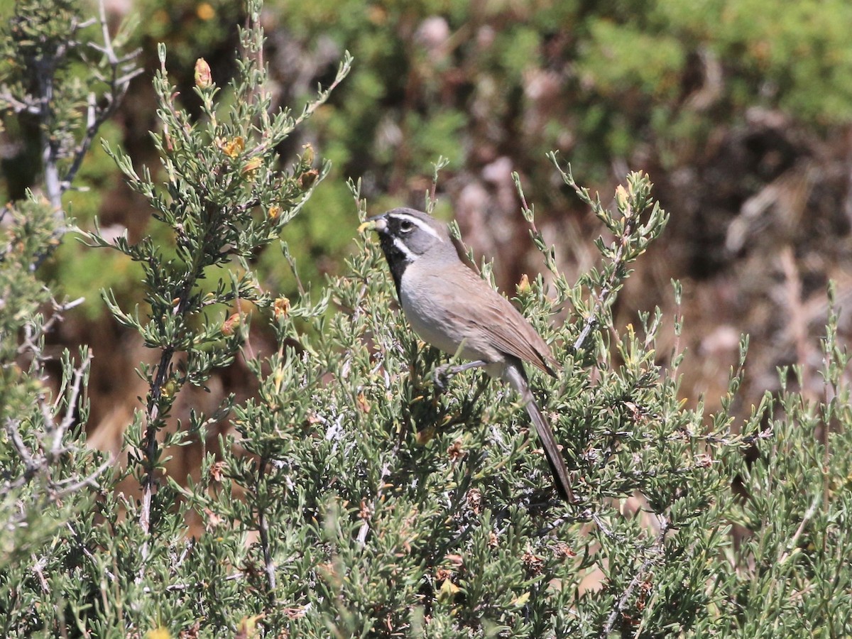 Black-throated Sparrow - ML239887591