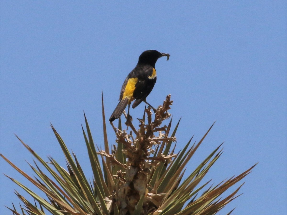 Scott's Oriole - Linda LeRoy