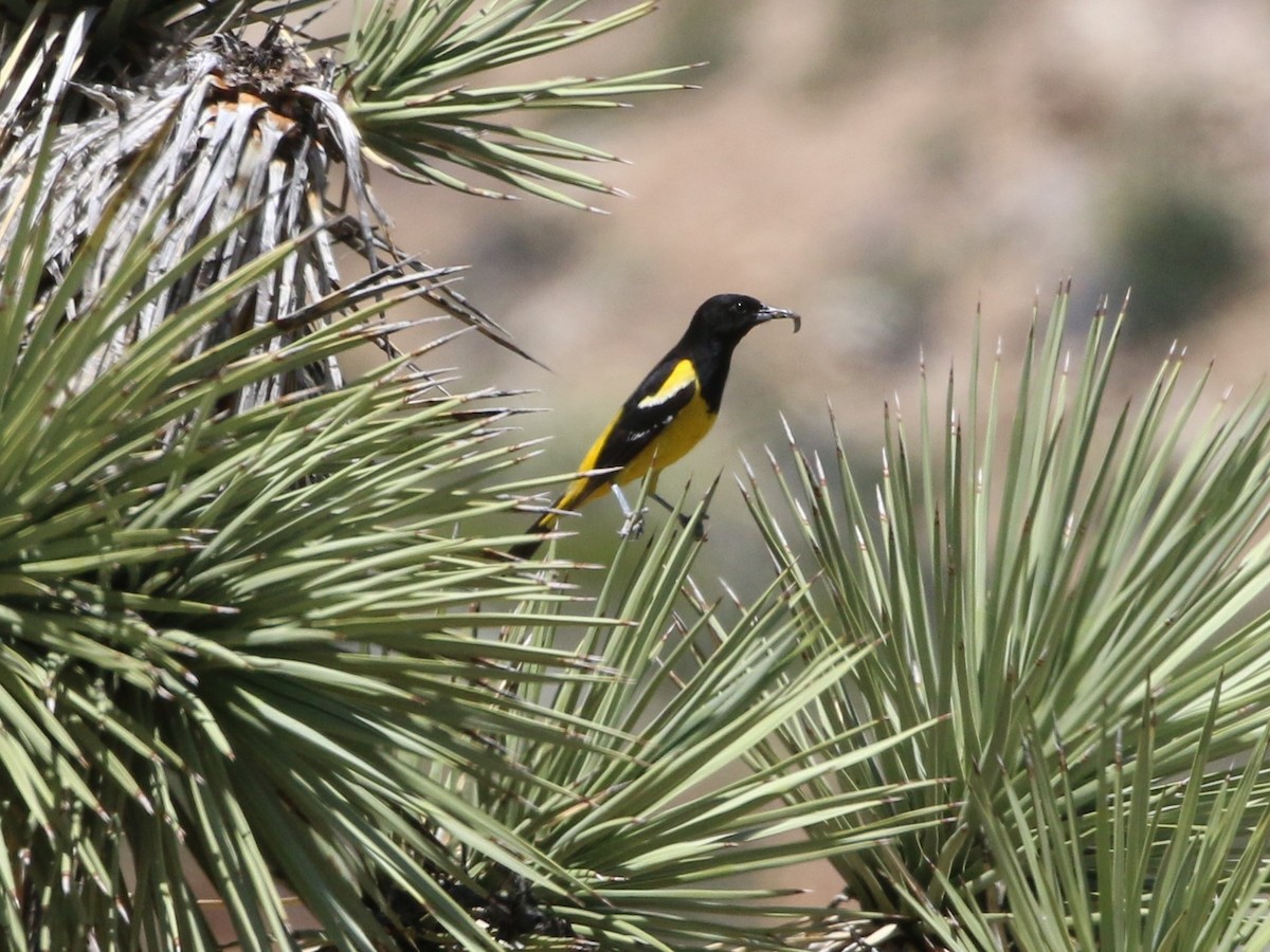 Scott's Oriole - Linda LeRoy