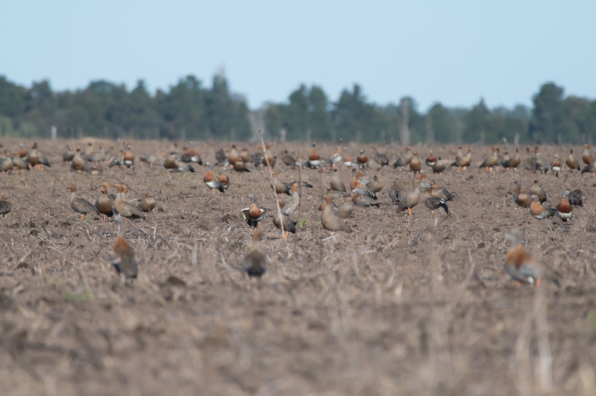 Ruddy-headed Goose - ML239888831