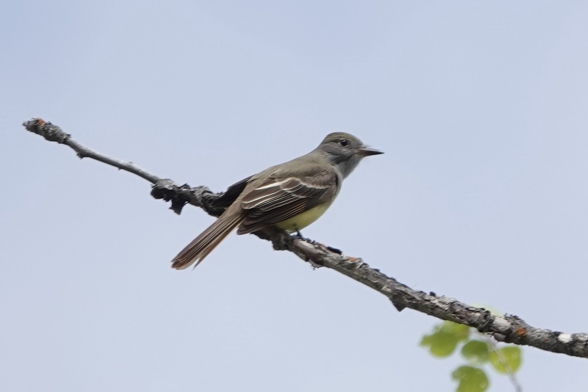 Great Crested Flycatcher - Lorrie Anderson