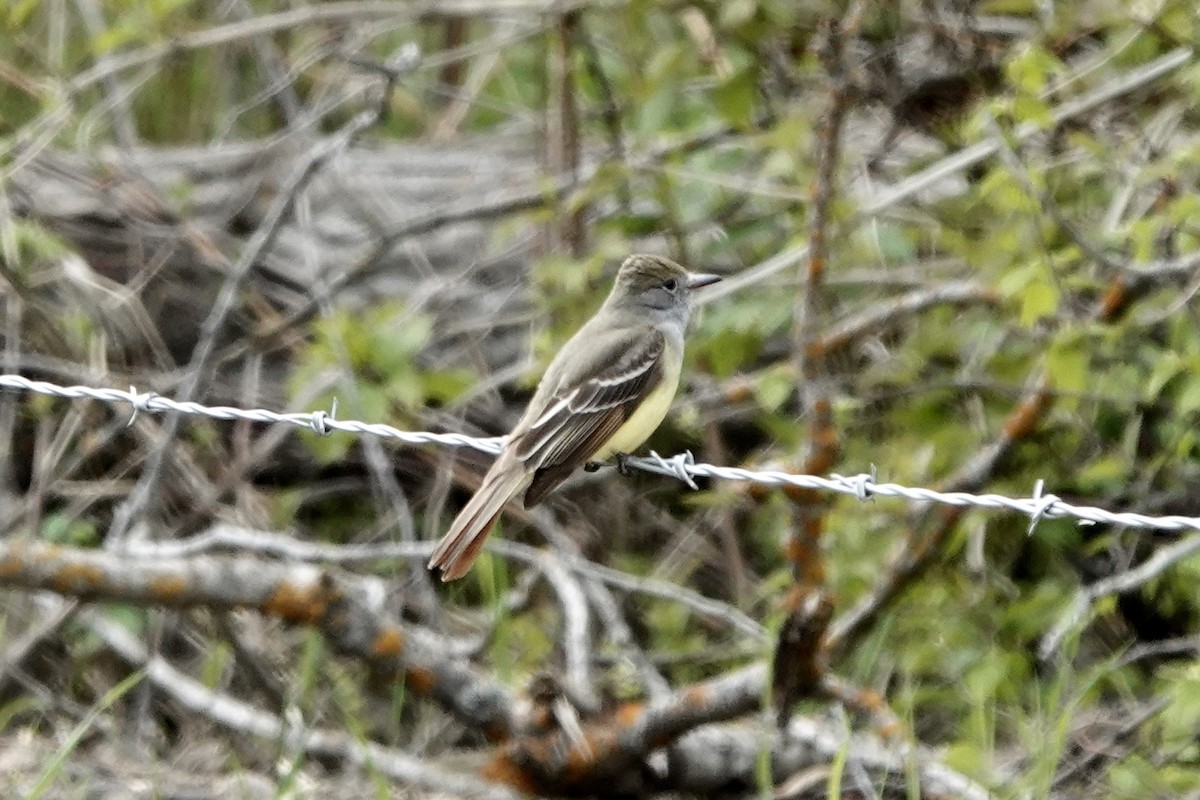 Great Crested Flycatcher - Lorrie Anderson